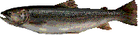 The Sacred Trout